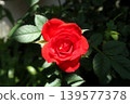 花園花卉：迷你玫瑰：紅色：五月 139577378