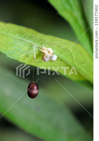 A brown cocoon of a wasp subfamily, *Apogoninae*, suspended by a thread on the underside of a leaf, along with the exuviae of a parasitic moth larva (macro photography of Japanese insect ecology). A brown cocoon of a wasp subfamily, *Apogoninae*, suspended by a thread on the underside of a leaf, along with the exuviae of a parasitic moth larva (macro photography of Japanese insect ecology). 139577402