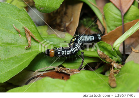 A mid-to-late-stage larva of the hawk moth (Euproctis similis), with a black background and colorful stripes, on a young leaf (macro photography of insect ecology in a natural field). A mid-to-late-stage larva of the hawk moth (Euproctis similis), with a black background and colorful stripes, on a young leaf (macro photography of insect ecology in a natural field). 139577403