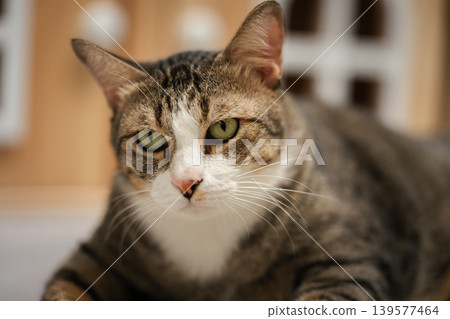 tabby cat resting on the floor at home tabby cat resting on the floor at home 139577464