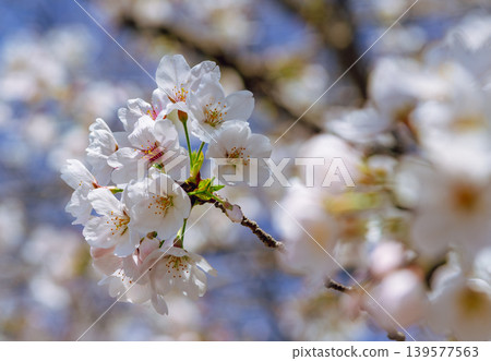 Shimei Yoshino陷入了蔚藍的天空 Shimei Yoshino陷入了蔚藍的天空 139577563
