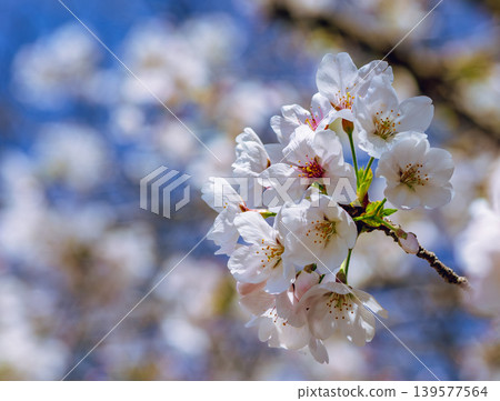 Shimei Yoshino陷入了蔚藍的天空 139577564
