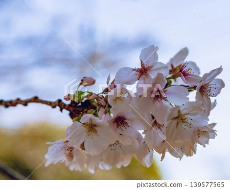 Shimei Yoshino陷入了蔚藍的天空 Shimei Yoshino陷入了蔚藍的天空 139577565