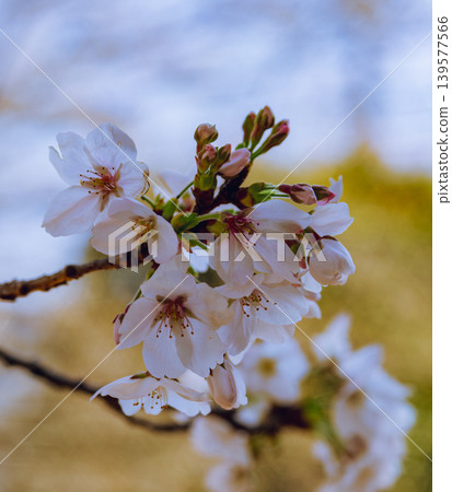 Shimei Yoshino陷入了蔚藍的天空 Shimei Yoshino陷入了蔚藍的天空 139577566