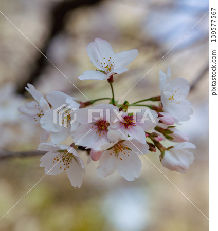 Shimei Yoshino陷入了蔚藍的天空 Shimei Yoshino陷入了蔚藍的天空 139577567