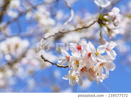 Shimei Yoshino caught in the blue sky Shimei Yoshino caught in the blue sky 139577572