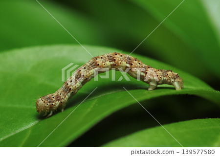 一隻尺蛾幼蟲(斜紋尺蛾*Ectropis obliqua*)趴在一片嫩葉上,葉片上有深淺不一的棕色斑紋(日本戶外昆蟲生態微距攝影) 一隻尺蛾幼蟲(斜紋尺蛾*Ectropis obliqua*)趴在一片嫩葉上,葉片上有深淺不一的棕色斑紋(日本戶外昆蟲生態微距攝影) 139577580