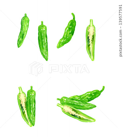 Shishito pepper (Shishito bell pepper) set - Hand-drawn watercolor illustration of vegetables Shishito pepper (Shishito bell pepper) set - Hand-drawn watercolor illustration of vegetables 139577591