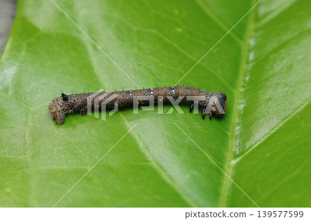 A blackish-brown geometrid moth larva with white spots on a bright spring leaf (Macro photography of Japanese insect ecology) A blackish-brown geometrid moth larva with white spots on a bright spring leaf (Macro photography of Japanese insect ecology) 139577599