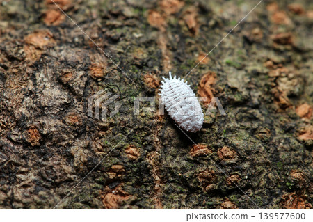 Mealybugs covered in white cilia on cherry tree bark (Strobe macro photography of a natural insect pest in Japan) Mealybugs covered in white cilia on cherry tree bark (Strobe macro photography of a natural insect pest in Japan) 139577600