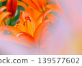 Beautiful orange lily flower 139577602