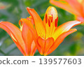 Brilliant orange lily flowers 139577603
