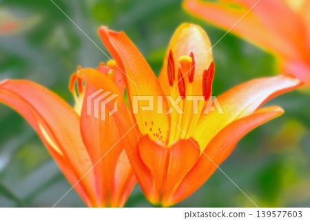 Brilliant orange lily flowers Brilliant orange lily flowers 139577603