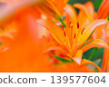 Beautiful orange lily flower 139577604