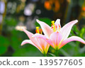 Two beautifully bloomed, refreshing lily flowers. 139577605
