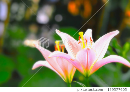 Two beautifully bloomed, refreshing lily flowers. 139577605