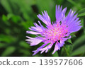 The blue-purple Stokesia Blue Star has begun to bloom. 139577606