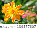 Vibrant orange dahlia 139577607