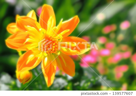 鮮豔的橙色大麗花 鮮豔的橙色大麗花 139577607