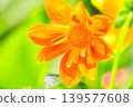 Vibrant orange dahlia 139577608
