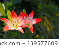 Two vibrant red lily flowers 139577609