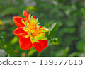 A vibrant red dahlia in full bloom. 139577610