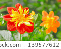 The vibrant red dahlias have just begun to bloom. 139577612