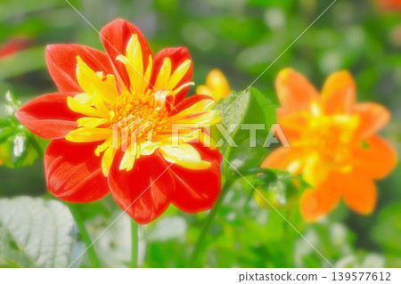 The vibrant red dahlias have just begun to bloom. 139577612