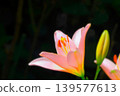 Beautiful pale pink lily flowers 139577613