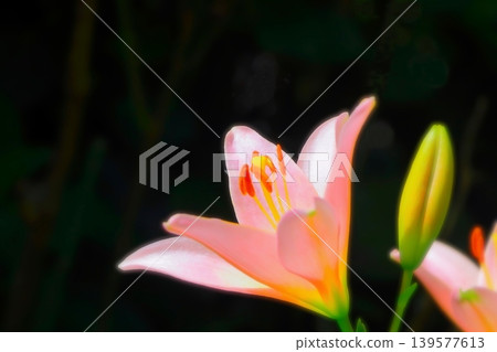 Beautiful pale pink lily flowers 139577613