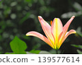 A refreshing light pink lily flower 139577614