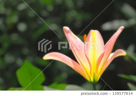 A refreshing light pink lily flower 139577614