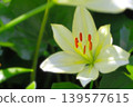 Beautiful and delicate white lilies 139577615