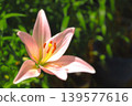 Beautiful pale pink lily flowers 139577616