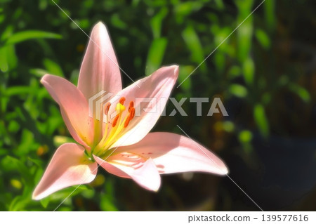 Beautiful pale pink lily flowers Beautiful pale pink lily flowers 139577616