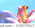 The stamens of a lily gazing up at the clear blue sky. 139577617