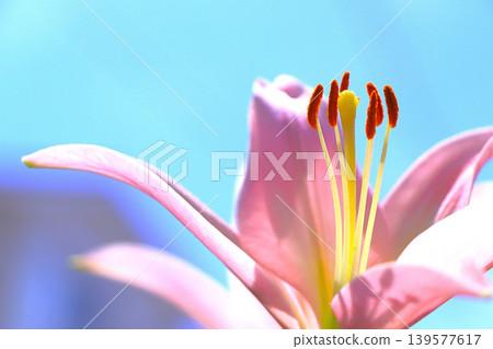 The stamens of a lily gazing up at the clear blue sky. 139577617