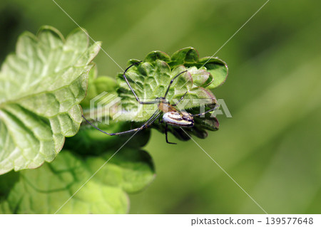 A silvery, medium-sized orb-weaver spider walking on a new leaf (Macro photography of wildlife in the Japanese Outdoor Field) A silvery, medium-sized orb-weaver spider walking on a new leaf (Macro photography of wildlife in the Japanese Outdoor Field) 139577648