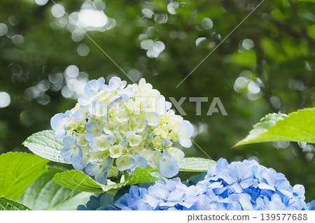 White hydrangea White hydrangea 139577688