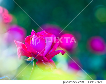 一朵紅玫瑰 一朵紅玫瑰 139577693