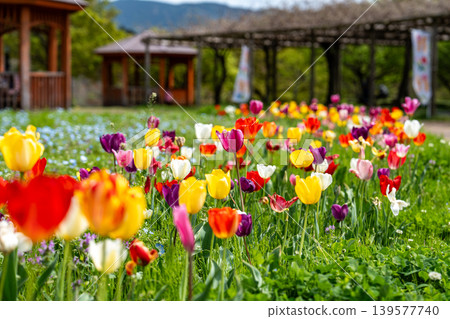 Tulip blooming in the park Tulip blooming in the park 139577740