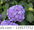 繡球花 2-2025 139577752