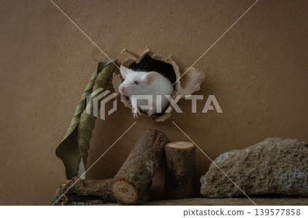 Curious white lab mouse (Mus musculus) peeking out from a hole in a cardboard box. 139577858