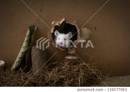 Curious white lab mouse (Mus musculus) peeking out from a hole in a cardboard box. 139577863
