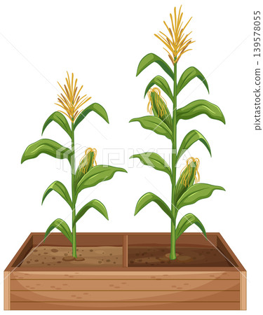 Vector Illustration of Corn Plants Growing in a Wooden Planter Box Vector Illustration of Corn Plants Growing in a Wooden Planter Box 139578055