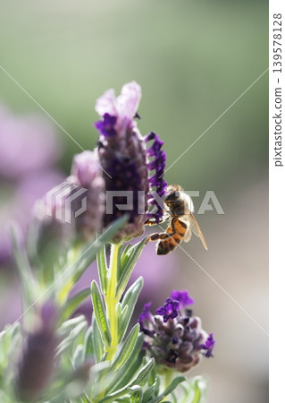 Lavender flowers and honeybee 139578128