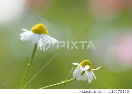 洋甘菊花特寫 洋甘菊花特寫 139578130