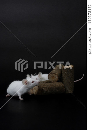 Pair of white albino mice (Mus musculus) interacting on wood logs, dark background. Pair of white albino mice (Mus musculus) interacting on wood logs, dark background. 139578172