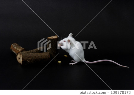 Pair of white albino mice (Mus musculus) interacting on wood logs, dark background. Pair of white albino mice (Mus musculus) interacting on wood logs, dark background. 139578173