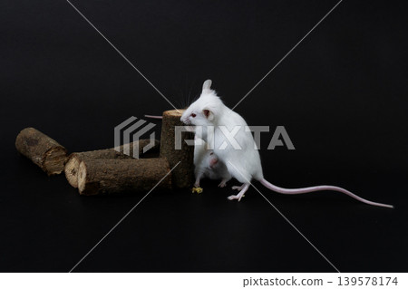 Pair of white albino mice (Mus musculus) interacting on wood logs, dark background. Pair of white albino mice (Mus musculus) interacting on wood logs, dark background. 139578174